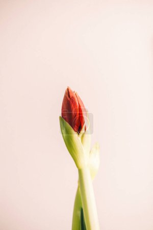 Téléchargez les photos : Un superbe amaryllis rouge unique est assis gracieusement dans un vase clair, ornant une table avec sa couleur vibrante - en image libre de droit
