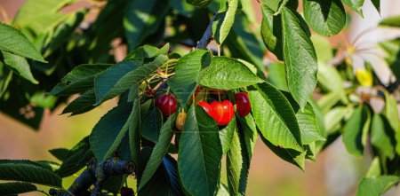 Photo for A vibrant burst of red cherries, ripened by the sun, dangle enticingly from a picturesque tree on a bright day. - Royalty Free Image