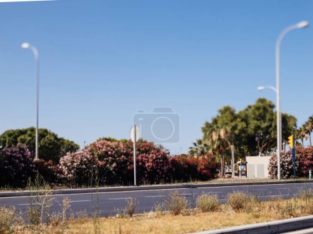 Téléchargez les photos : Une vue pittoresque sur Av. de Gabriel Roca à Majorque orné de fleurs de rhododendron vibrantes, ajoutant une touche de couleur au paysage urbain - en image libre de droit