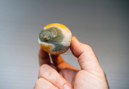 Photo for A male hand holds a yellow lemon against a gray background covered with fungal growth, highlighting the contrast between the vibrant fruit and the decaying environment - Royalty Free Image