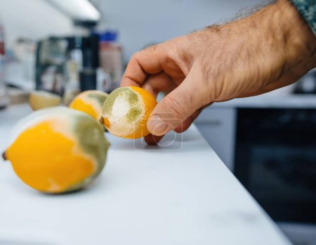 Téléchargez les photos : Un homme est vu plaçant un citron moisi à côté d'un autre citron moisi sur un luxueux comptoir de cuisine en marbre, soulignant le contraste entre le fruit en décomposition et le cadre élégant de la cuisine - en image libre de droit