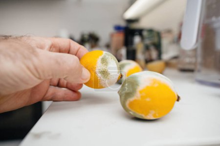 Foto de Un hombre se ve añadiendo un limón mohoso a una colección de limones en descomposición en un lujoso mostrador de cocina de mármol, destacando el contraste entre la fruta en mal estado y el elegante entorno. - Imagen libre de derechos