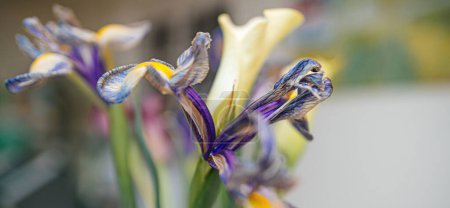 Photo for A close-up view of a dried iris flower, its pure beauty preserved, with a defocused background that adds to the allure of this springtime bloom - Royalty Free Image