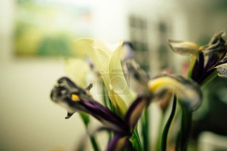 Téléchargez les photos : Une image d'une fleur d'iris séchée avec une subtile teinte verte, soulignant sa beauté botanique et son charme dans une composition unique et artistique - en image libre de droit