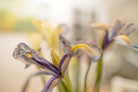 Foto de Una encantadora imagen de una flor de iris seca con un tinte verde místico, radiante belleza botánica y cautivadores espectadores con su encanto mágico - Imagen libre de derechos