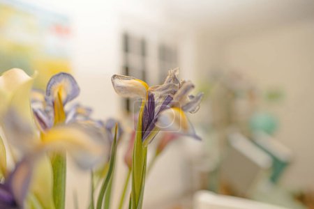 Téléchargez les photos : Une fleur d'iris séchée élégamment disposée dans un vase, placée sur un fond de pièce déconcentré, ajoutant une touche de beauté intemporelle à l'ambiance - en image libre de droit