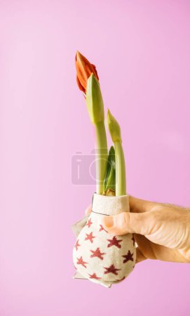 Téléchargez les photos : Une main masculine tient doucement une fleur d'Amaryllis en pot sur un fond rose. Le pot est orné de motifs étoilés, créant un arrangement floral charmant et festif - en image libre de droit