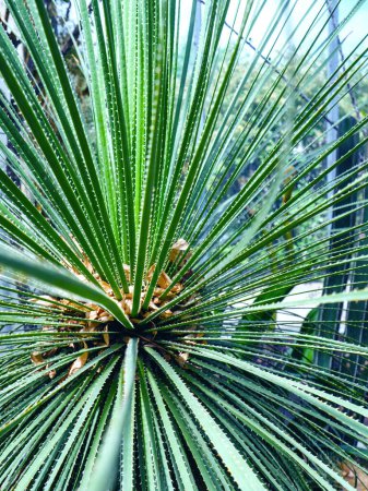 Foto de Planta de agave verde vivo de cerca, con sus hojas afiladas e irradiantes creando un patrón natural y cautivador. - Imagen libre de derechos