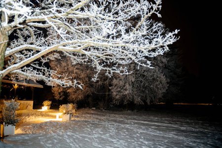 Foto de Ramas esmeriladas arqueándose sobre un sendero nevado iluminado por cálidas luces en un tranquilo parque - Imagen libre de derechos