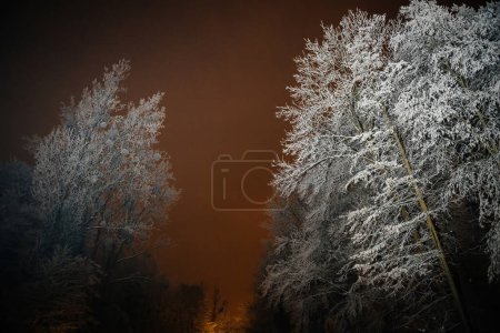 Schneebedeckte Bäume stehen hoch vor einem nebligen, orange gefärbten Himmel in der Abenddämmerung.