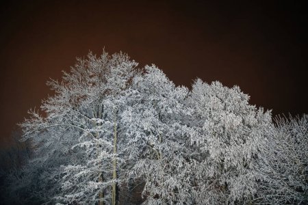 Téléchargez les photos : Arbres nus givrés blancs dans un pays des merveilles hivernal, luisant contre un ciel nocturne sombre - en image libre de droit