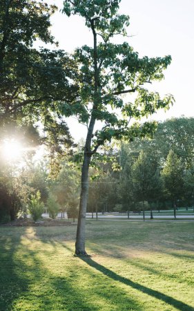 Téléchargez les photos : La lumière du soleil filtre à travers les branches des arbres dans un parc, éclairant les environs - belle fusée éclairante, concept de paix matinale - en image libre de droit