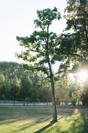 Foto de El sol brilla a través de los árboles en un parque, creando una luz cálida y natural - Imagen libre de derechos