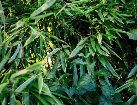 Téléchargez les photos : Une photographie en gros plan capturant des feuilles de bambou vert vif et luxuriantes dans des détails complexes - en image libre de droit