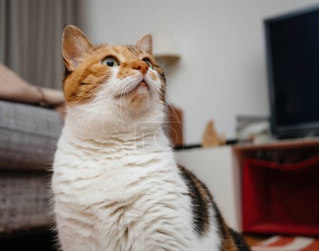 Téléchargez les photos : Domestique extra mignon chat Calico avec une fourrure orange et blanche regardant attentivement dans un cadre à la maison. - en image libre de droit