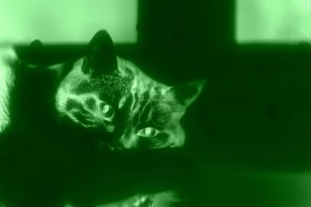 Foto de Gato digital verde adorable gato pensativo con ojos verdes durmiendo en el árbol con luces de Navidad bokeh desenfocadas en el fondo - Imagen libre de derechos