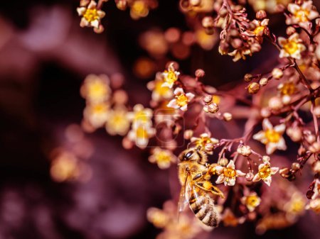 Téléchargez les photos : Une abeille recueille le nectar de délicates fleurs printanières. - en image libre de droit