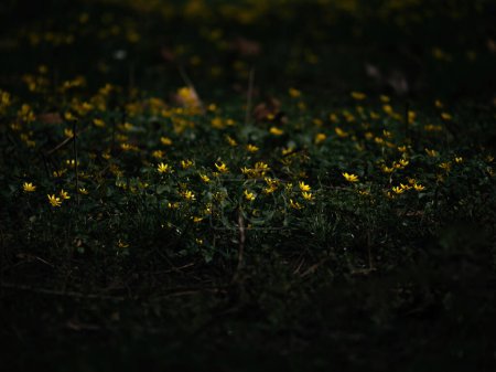 Téléchargez les photos : Un champ éblouissant de fleurs jaunes lumineuses illuminées par l'obscurité. - en image libre de droit