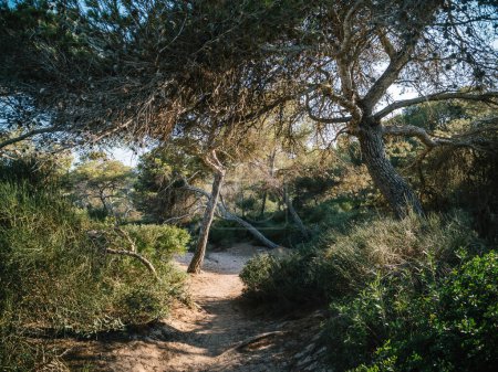Ein Pfad in den Wäldern von Llucmajor, Balearen, Spanien, der zu einem prominenten Baum inmitten üppigen Grüns führt.