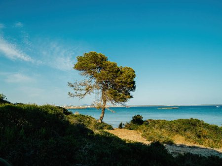 Ein Baum steht auf einem Hügel über dem Meer im Wald von Llucmajor, Balearen, Spanien.