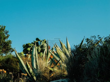 Eine riesige Ausdehnung von Kaktuspflanzen, die in den wilden Feldern von Llucmajor, Balearen, Spanien wachsen.