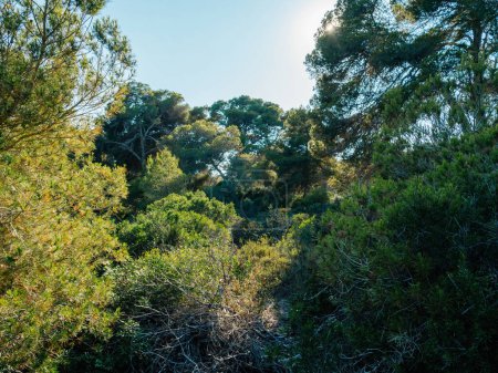 Foto de El sol brilla a través de los densos árboles forestales en Llucmajor, Islas Baleares, España, creando un hermoso patrón natural en el suelo del bosque.. - Imagen libre de derechos