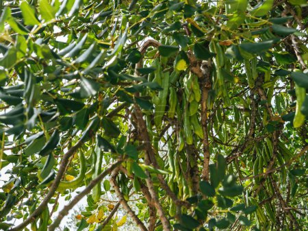 Un árbol rebosante de una abundancia de hojas verdes vibrantes en plena floración, mostrando la belleza del follaje de la naturaleza y los frutos de Ochna Integerrima