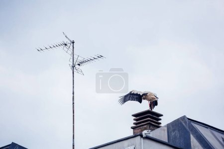 Ein Storch breitet unter wolkenverhangenem Himmel seine Flügel auf einem Schornstein mit städtischen Antennen aus.