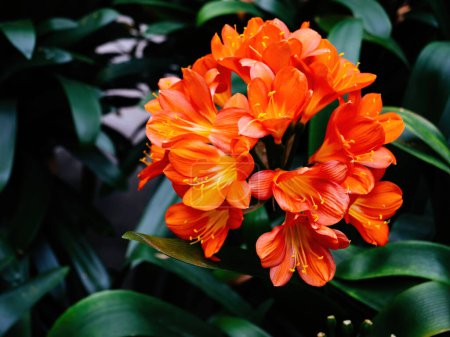 Foto de La Clivia miniata, con su ramo de flores de color naranja brillante, ofrece un espectacular toque de color entre las hojas de color verde oscuro. - Imagen libre de derechos