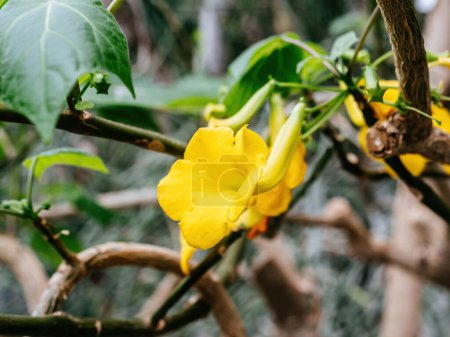 Allamanda cathartica, oder Goldene Trompete, glänzt mit ihren großen, gelben, trompetenförmigen Blüten zwischen verdrehten Ästen.