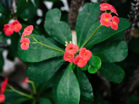 Vivid red flowers of the Euphorbia milii, also known as Crown of Thorns, set against glossy green leaves in a natural arrangement.