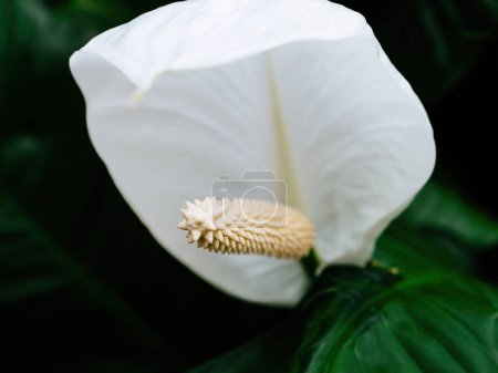 Photo for The Spathiphyllum, commonly called Peace Lily, displays its white, sail-like spathes, rising above glossy green leaves. - Royalty Free Image