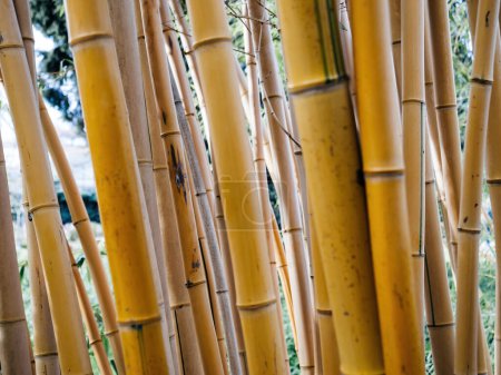 Phyllostachys aurea, gemeinhin als Golden Bamboo bekannt, ragt mit seinen auffallend gelben Stöcken in die Höhe und bietet eine natürliche Trennwand.