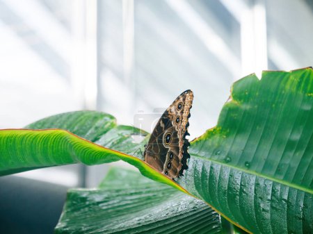 Foto de Morpho mariposa descansando delicadamente sobre una vibrante hoja de plátano, mostrando la armonía naturalezas en el ambiente tranquilo de un invernadero - Imagen libre de derechos