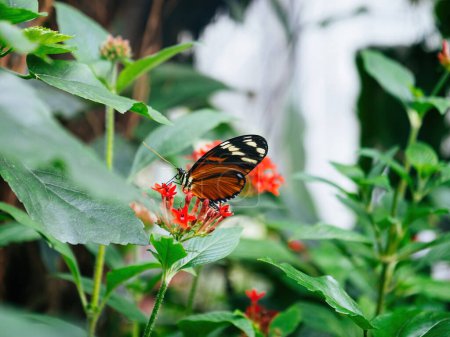 Foto de Heliconius hecale, o Tiger Longwing, se posa delicadamente sobre el rojo ardiente Pentas lanceolata, un momento sereno en la naturaleza abrazan. - Imagen libre de derechos