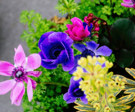 Foto de Anemone coronaria, a menudo conocida como Poppy Anemone, muestra sus flores vívidas azules y rosadas con un telón de fondo variado. - Imagen libre de derechos