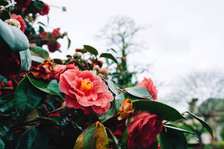 Photo for Vivid pink camellias drenched in rainwater, adding a splash of color to a dreary day, set against a backdrop of greenery - Royalty Free Image