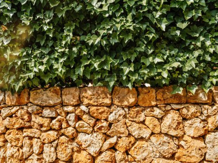 Hiedra se arrastra sobre la cálida y rústica pared de piedra típica de la arquitectura mallorquina, una armoniosa mezcla de naturaleza y artesanía