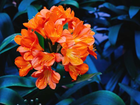 Foto de Flores de clivia naranja brillante estallan de color contra hojas oscuras, mostrando la vitalidad y diversidad de la flora subtropical. - Imagen libre de derechos
