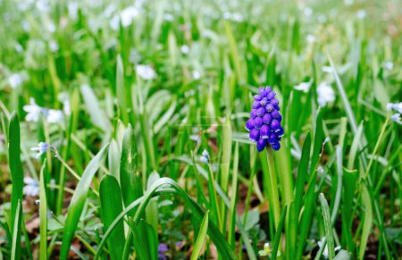 Foto de Una vibrante flor púrpura de Muscari destaca en un exuberante campo de follaje verde y diminutas flores blancas. - Imagen libre de derechos