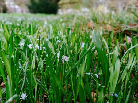 Foto de Una alfombra de hojas verdes frescas y delicadas flores azules de Scilla marca el comienzo de la primavera. - Imagen libre de derechos