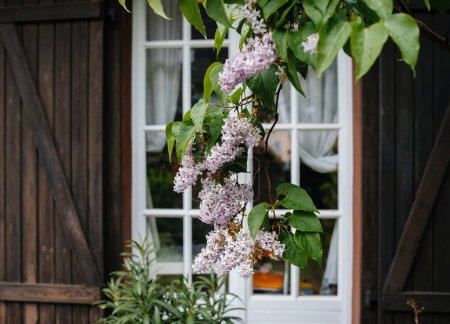 Téléchargez les photos : Une fleur de lilas met en valeur le charme rustique d'une porte de balcon dans une propriété luxueuse, symbolisant un investissement immobilier de premier ordre. - en image libre de droit