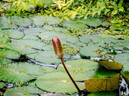 Foto de Un solo brote de lirio de agua se encuentra alto entre las hojas flotantes en un entorno sereno estanque - Imagen libre de derechos