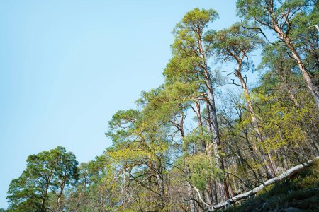 A view of tall pine trees with fresh spring growth reaching towards a clear blue sky in a forest.