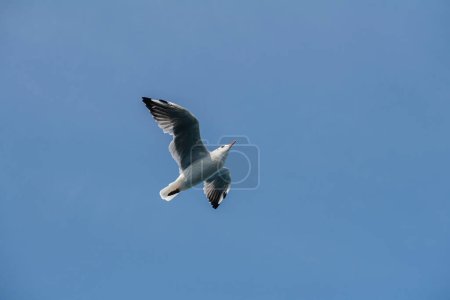 Seagull in flight with outstretched wings against a clear blue sky