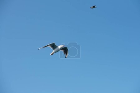 Une mouette Larus argentatus vole gracieusement contre un ciel bleu clair, avec une autre mouette à l'arrière-plan lointain, capturant un moment serein en vol.