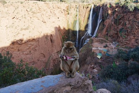 Photo for Macaque monkey with paper trash on wall at Ouzoud waterfalls at Azilal province in Morocco in 2023 warm sunny winter day on January. - Royalty Free Image