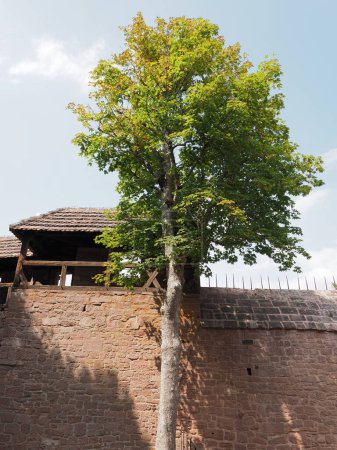 Téléchargez les photos : Arbre au château de Koenigsbourg en Europe Orschwiller ville d'Alsace en France, ciel bleu clair en 2018 chaude et ensoleillée journée d'été en août - verticale - en image libre de droit