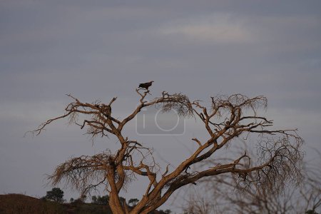 Téléchargez les photos : Vautour à face de sapin sur l'arbre dans la savane africaine au parc national de Tsavo East dans le comté de Taita-Taveta au Kenya, ciel nuageux en 2023 journée d'hiver en Juillet. - en image libre de droit