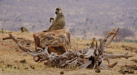 Téléchargez les photos : Babouin jaune assis sur la savane africaine au parc national de Tsavo East dans le comté de Taita-Taveta, Kenya, ciel nuageux en 2023 journée chaude et ensoleillée d'hiver en juillet. - en image libre de droit